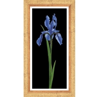 Постер "Синий ирис", 23 см х 50 см артикул 1961e.